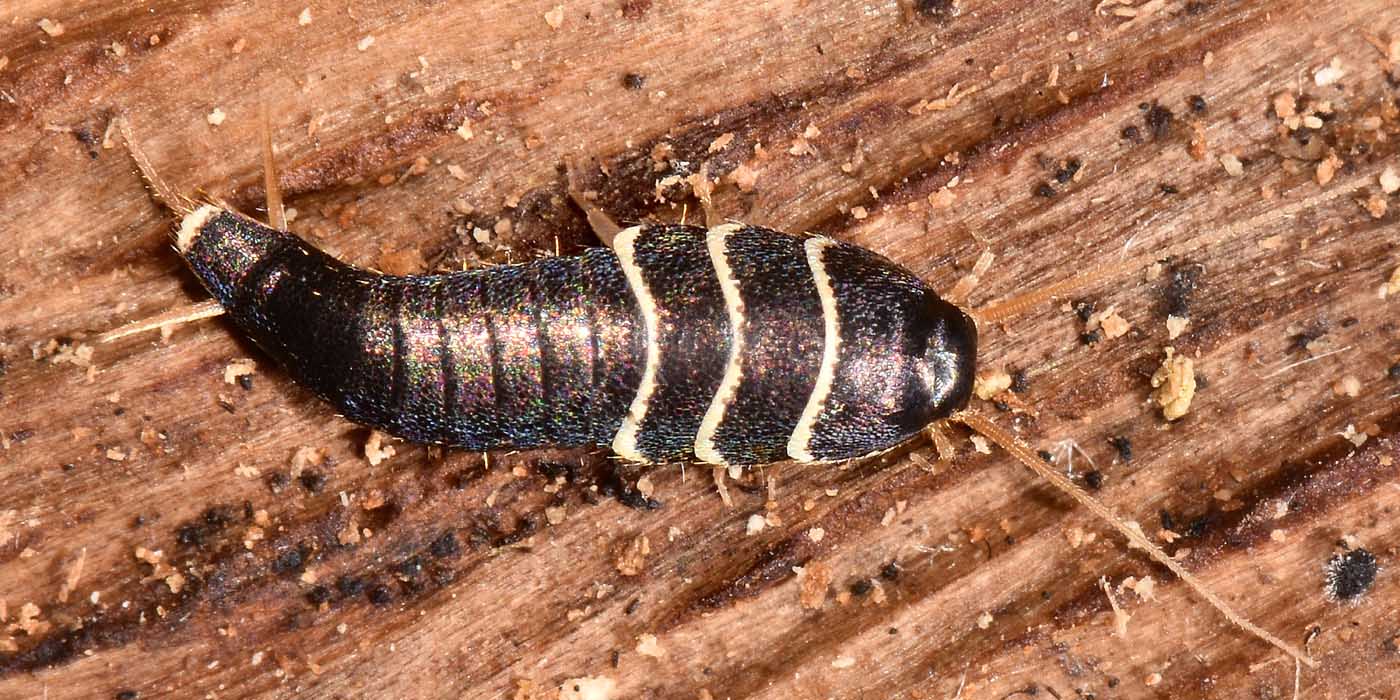 Lepisma sp.